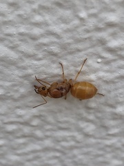 Myrmecocystus mexicanus