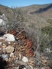 Aloe melanacantha