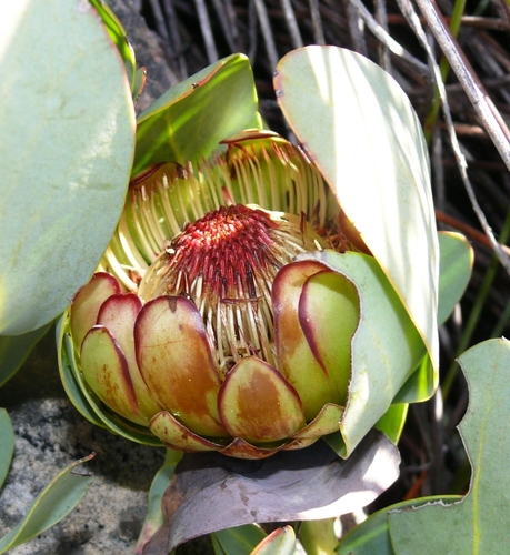 Protea recondita H.Buek ex Meisn.