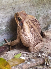 Rhinella marina