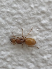 Myrmecocystus mexicanus