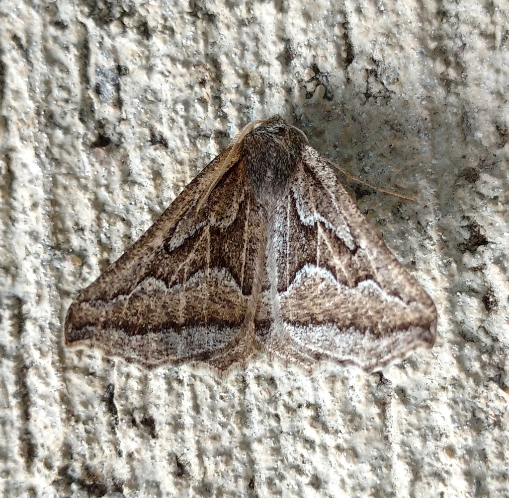 Tetracis formosa