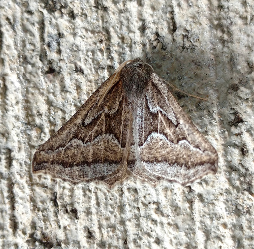 Tetracis formosa