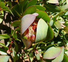 Protea recondita