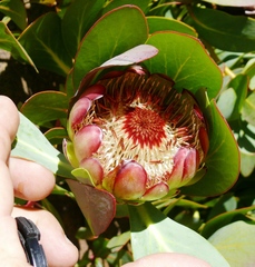 Protea recondita