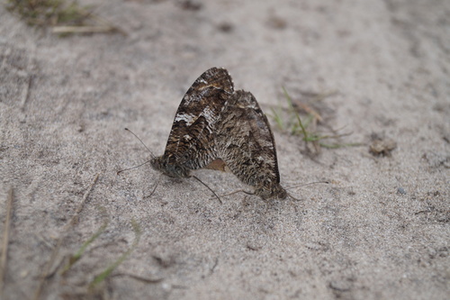 Grayling, Hoenderloo, Nederland, photo 10 of 10