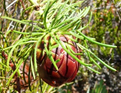 Protea witzenbergiana