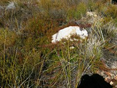 Protea witzenbergiana
