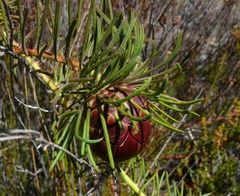 Protea witzenbergiana