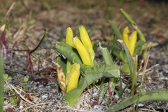 Lachenalia reflexa