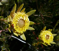Leucadendron nitidum