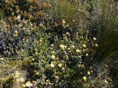 Leucadendron nitidum