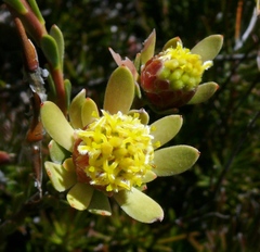 Leucadendron nitidum