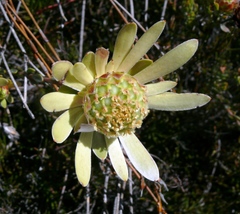 Leucadendron nitidum