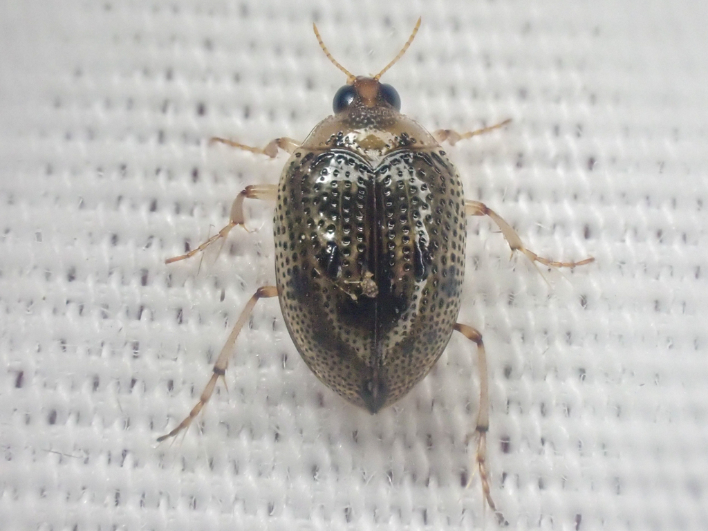 Peltodytes callosus