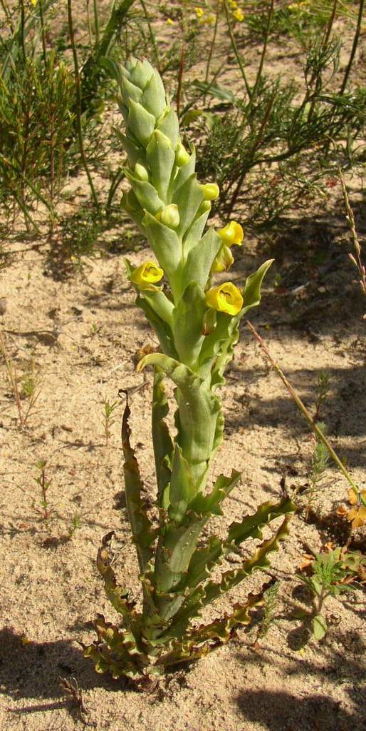 Corycium crispum