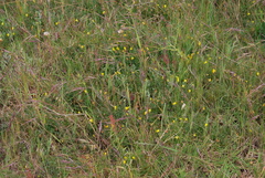 Crotalaria excisa excisa