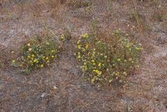 Crotalaria excisa excisa