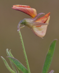 Crotalaria excisa excisa