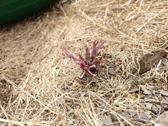 Aphyllon californicum californicum