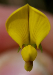 Crotalaria excisa excisa