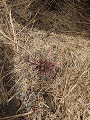 Aphyllon californicum californicum