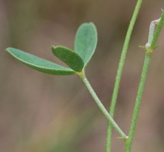 Crotalaria excisa excisa