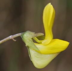 Crotalaria excisa excisa