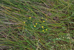 Crotalaria excisa excisa