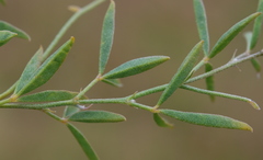 Crotalaria excisa excisa