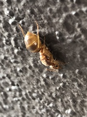 Myrmecocystus mexicanus