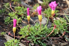 Oxalis glabra