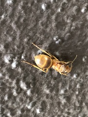 Myrmecocystus mexicanus