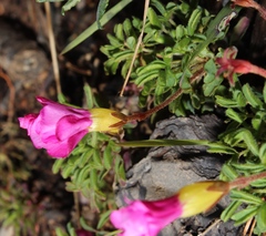Oxalis glabra