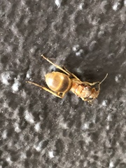 Myrmecocystus mexicanus