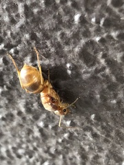 Myrmecocystus mexicanus