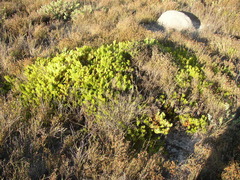 Serruria viridifolia