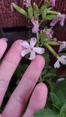 Saponaria officinalis