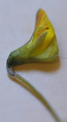 Crotalaria humilis