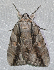 Catocala flebilis