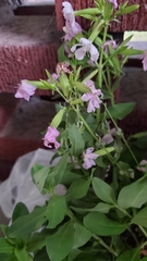 Saponaria officinalis