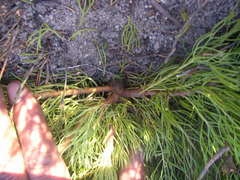 Serruria viridifolia