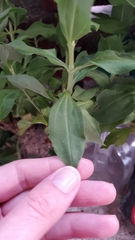 Saponaria officinalis