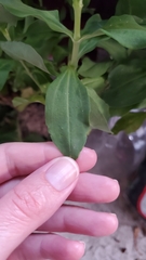 Saponaria officinalis