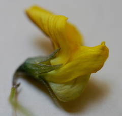 Crotalaria humilis