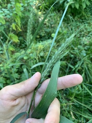 Elymus wiegandii