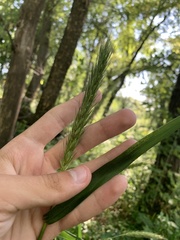 Elymus wiegandii