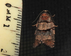 Archips alberta