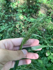 Elymus wiegandii