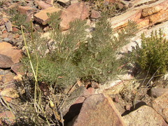Serruria gremialis